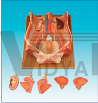 The model of urinary system